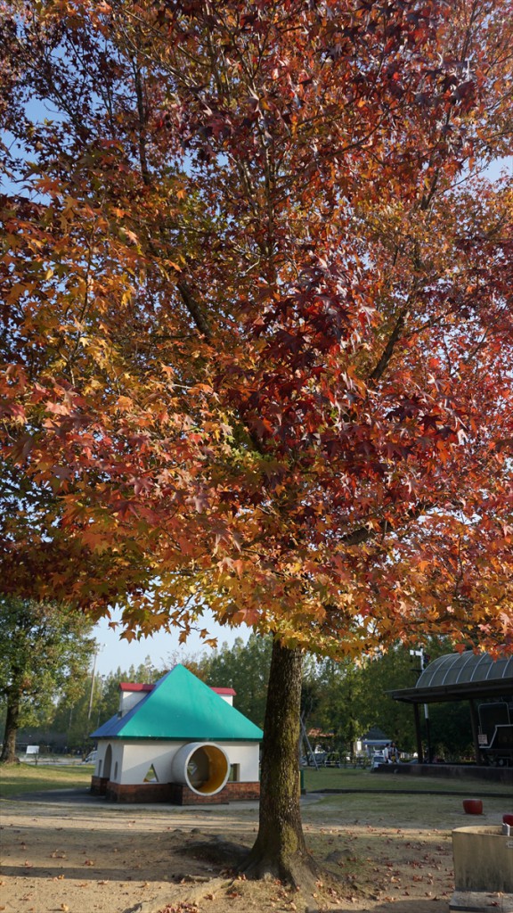 DSC06353_R
