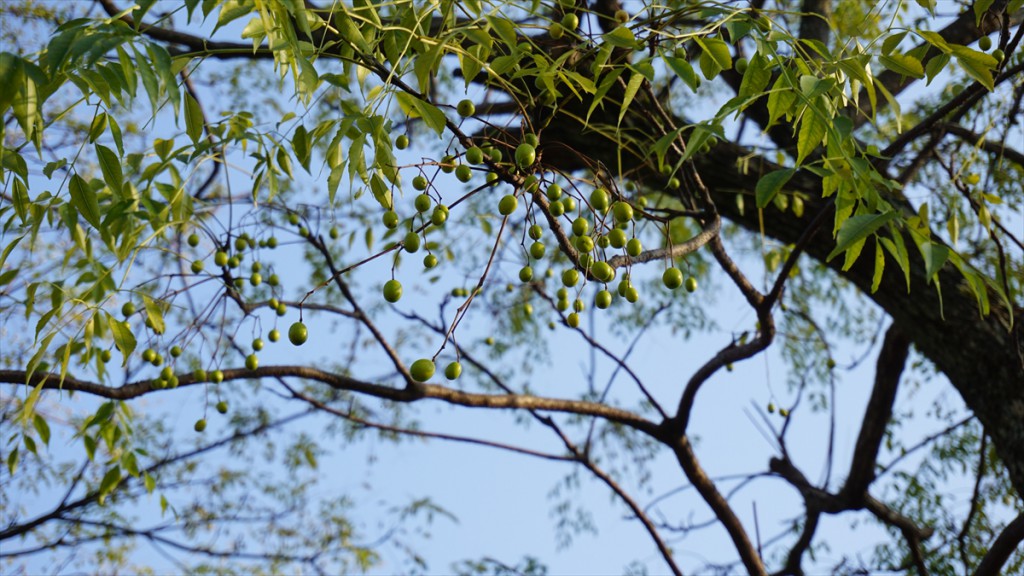 DSC06355_R