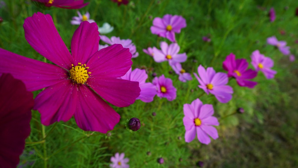 DSC06362_R