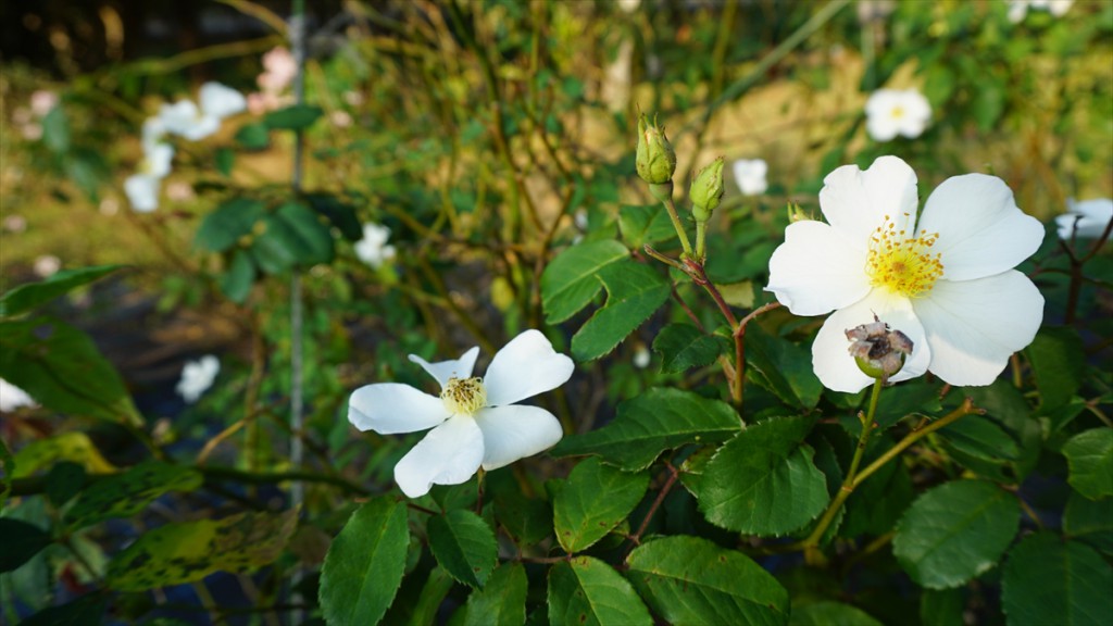 DSC06373_R