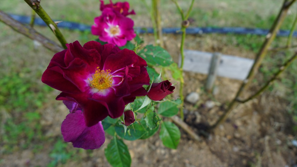 DSC06375_R
