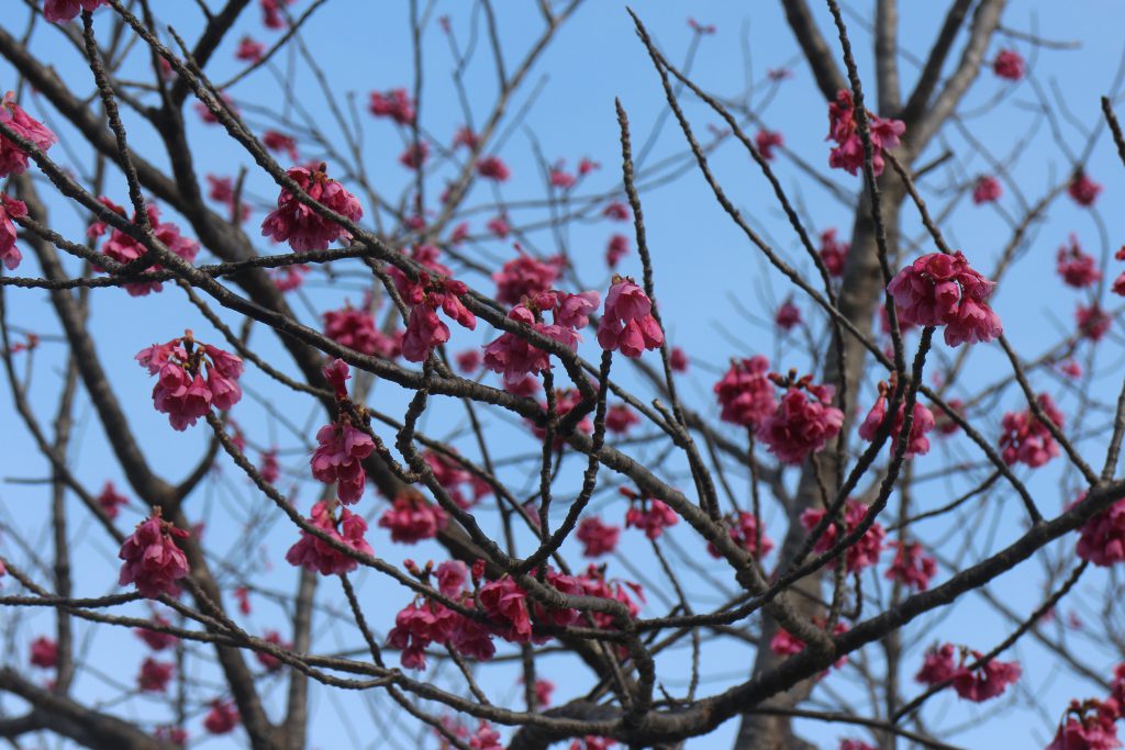 IMG_5169