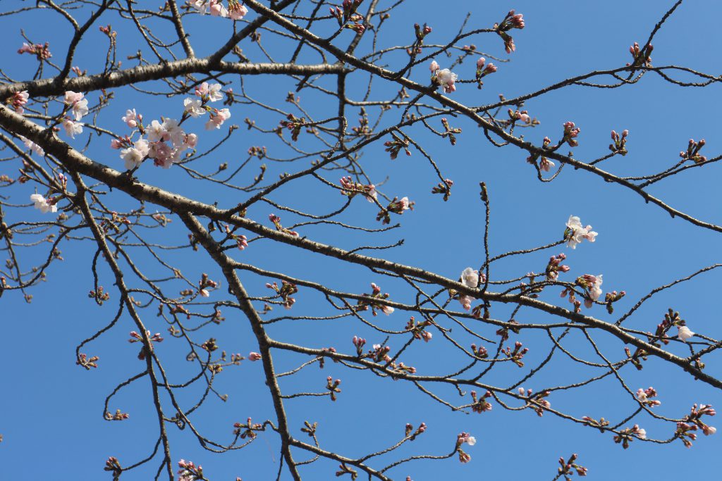 IMG_5323