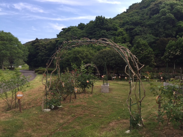 バラ2