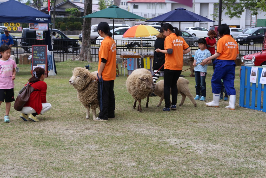 春祭り2015芝生 (1)